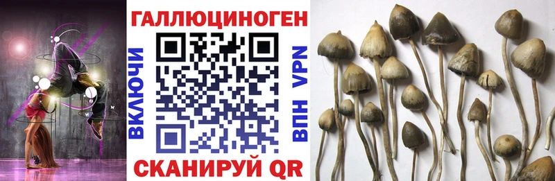 Псилоцибиновые грибы Psilocybine cubensis  Купить закладки  Хилок 